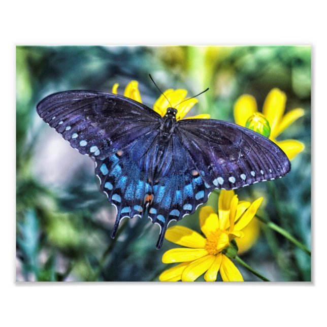 Black Swallowtail butterfly på gula blommor Fototryck (Framsidan)