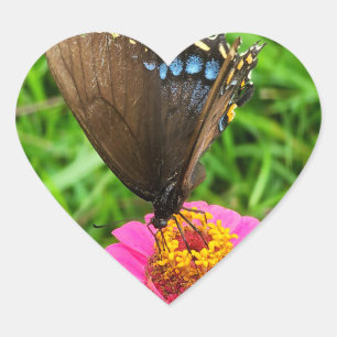 Black Swallowtail Butterfly på Rosa Flower Hjärtformat Klistermärke