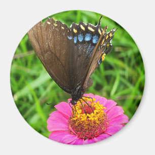 Black Swallowtail Butterfly på Rosa Flower Magnet