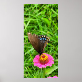 Black Swallowtail Butterfly på Rosa Flower Poster