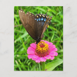 Black Swallowtail Butterfly på Rosa Flower Vykort