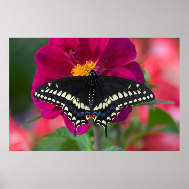 Black Swallowtail Butterfly på Zinnia Poster (Framsidan)