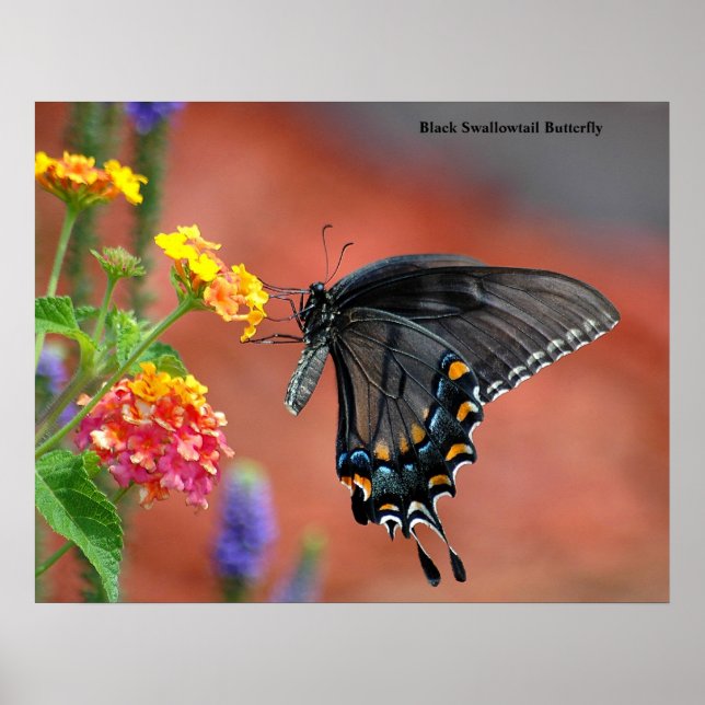 Black Swallowtail Butterfly Poster (Framsidan)