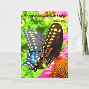 Black Swallowtail Butterfly Rosa Echinacea Flowers Kort