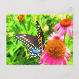 Black Swallowtail Butterfly Rosa Echinacea Flowers Vykort