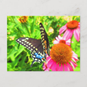 Black Swallowtail Butterfly Rosa Echinacea Flowers Vykort
