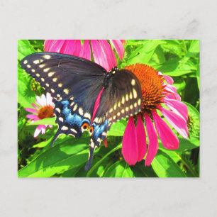 Black Swallowtail Butterfly Rosa Echinacea Flowers Vykort