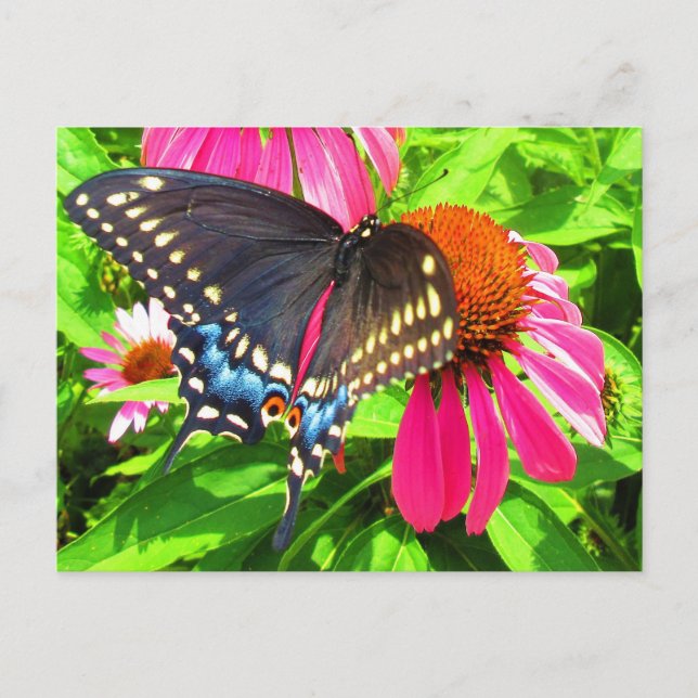 Black Swallowtail Butterfly Rosa Echinacea Flowers Vykort (Framsida)