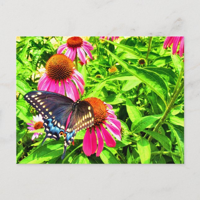 Black Swallowtail Butterfly Rosa Echinacea Flowers Vykort (Framsida)