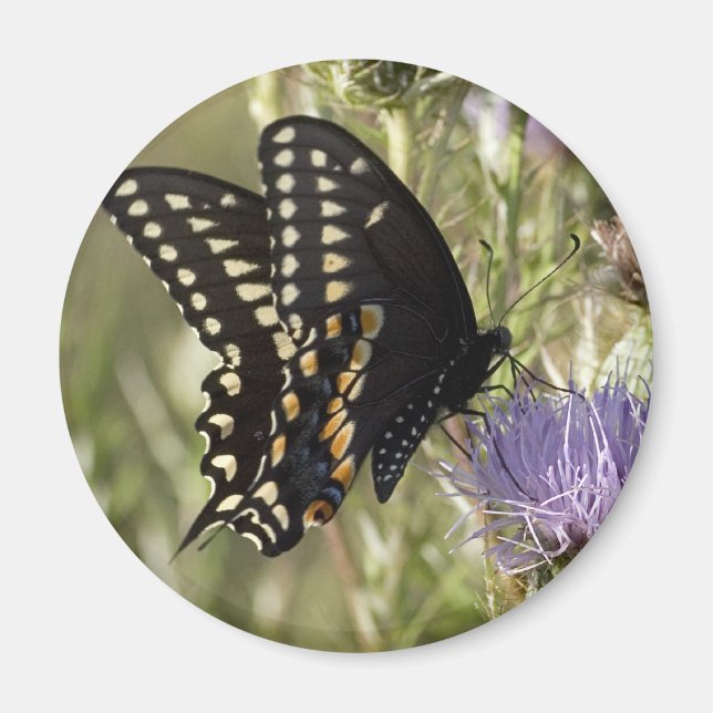 Black Swallowtail Butterfly Round Magnet (Framsidan)