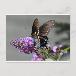 Black Swallowtail Butterfly Vykort
