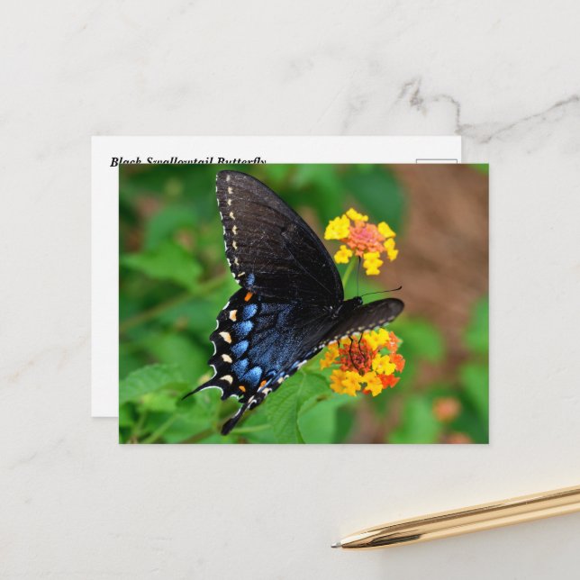 Black Swallowtail Butterfly Vykort (Fram/Back In Situ)