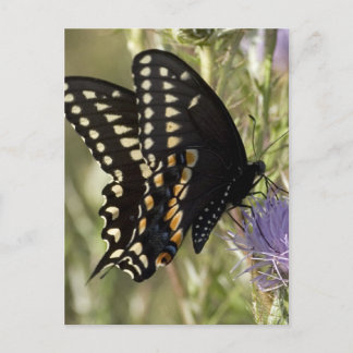 Black Swallowtail Butterfly-vykort Vykort