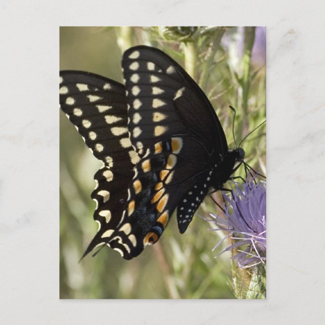 Black Swallowtail Butterfly-vykort Vykort (Framsida)