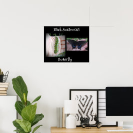 Black Swallowtail Catercolumn/Butterfly Poster
