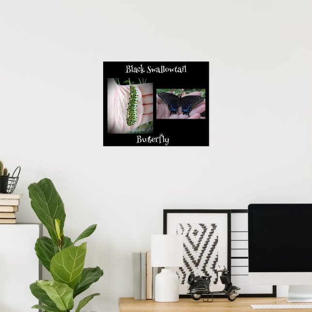 Black Swallowtail Catercolumn/Butterfly Poster (Hemmakontoret)
