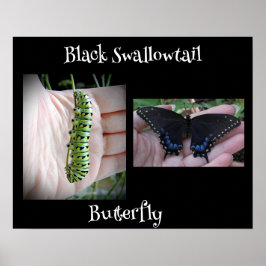 Black Swallowtail Catercolumn/Butterfly Poster