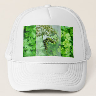 Black Swallowtail Caterpelare Eating Parsley Keps