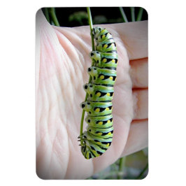 Black Swallowtail Caterpelare Eating Parsley Magnet