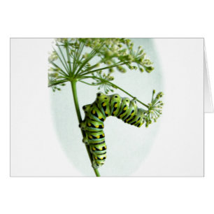 Black Swallowtail Caterpelare som äter persilja Hälsningskort