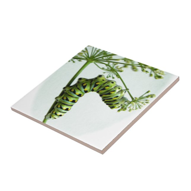 Black Swallowtail Caterpelare som äter persilja Kakelplatta (Sidan)