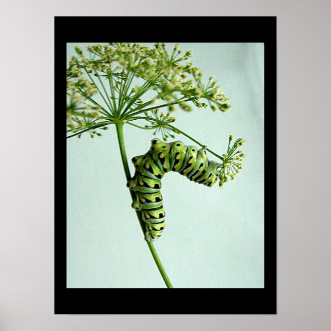 Black Swallowtail Caterpelare som äter persilja Poster (Framsidan)