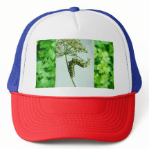 Black Swallowtail Eating Parsley