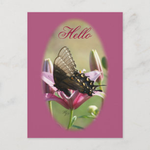 Black Swallowtail på Lily Blank Postcard Vykort
