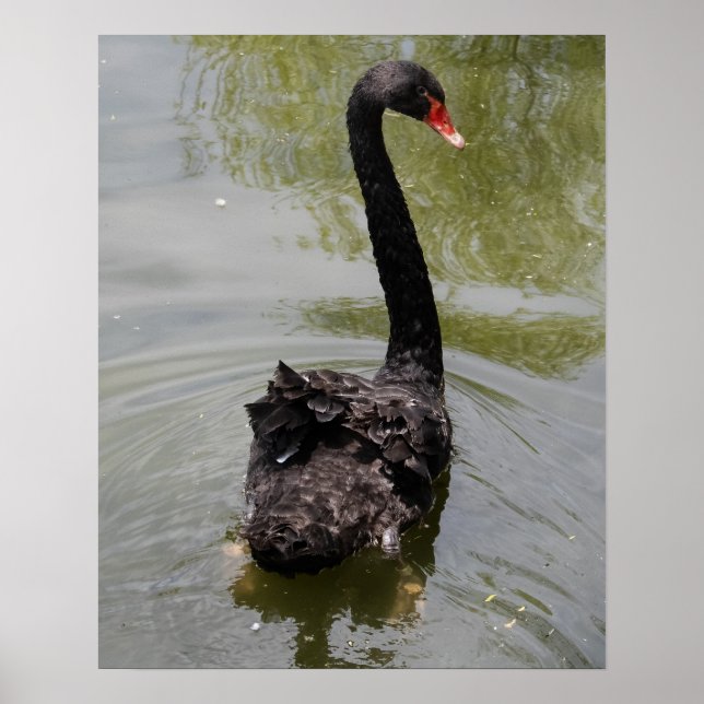 Black Swan in Tranquil Pond Poster (Framsidan)