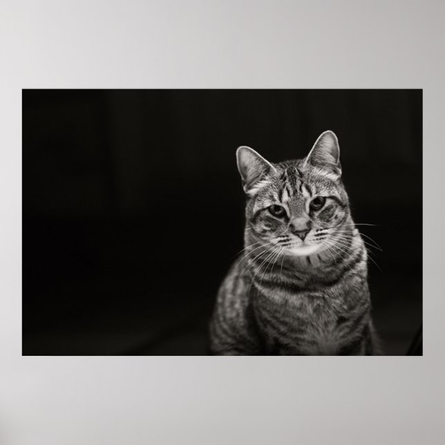 Black Tabby Kitten Poster (Framsidan)