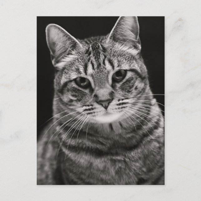 Black Tabby Kitten Vykort (Framsida)