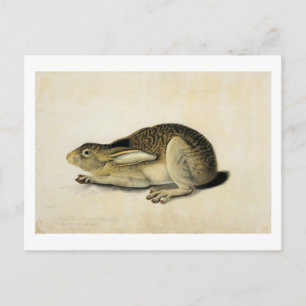 Black-Tails Hare, John James Audubon Vykort