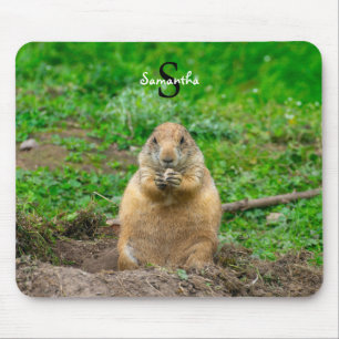 Black-Tails Prairie Hund Musmatta
