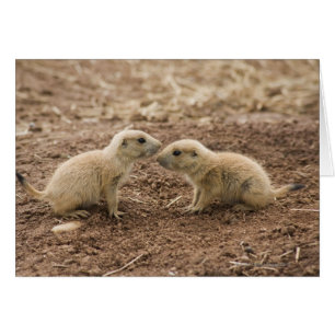 Black Tails Prarie Marmot Hälsningskort