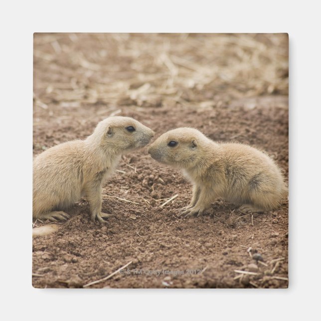 Black Tails Prarie Marmot Magnet (Framsidan)