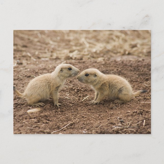 Black Tails Prarie Marmot Vykort (Framsida)