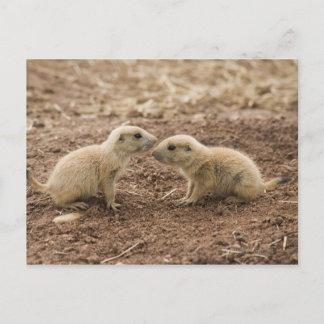 Black Tails Prarie Marmot Vykort