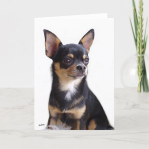 Black & Tan Chihuahua-kort Kort