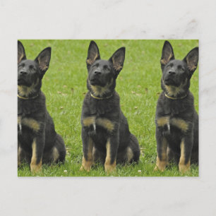 Black & Tan GSD-Valp Vykort