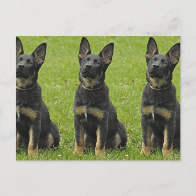 Black & Tan GSD-Valp Vykort (Framsida)