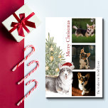 Black Tan White Corgi Julgran Pet Hund Photo Julkort<br><div class="desc">Det vackra julkortet,  som kallas julkort,  har en svart,  brun och vit korgi som bär en julhatt sitta framför ett belyst Julgran. Hälsning på kortet lyder "God jul" och kan vara personlig. Anpassa det här helgdag ytterligare med tre foton av din hund,  en namnteckning och året.</div>