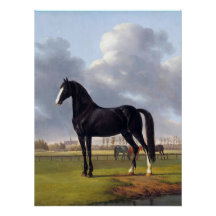 Black Tävling Horse circa 1828