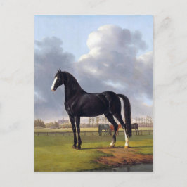 Black Tävling Horse circa 1828 Vykort