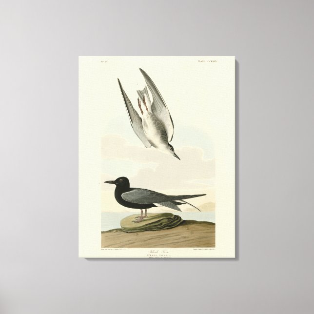 Black Tern från Audubon's Birds of America Canvastryck (Framsida)