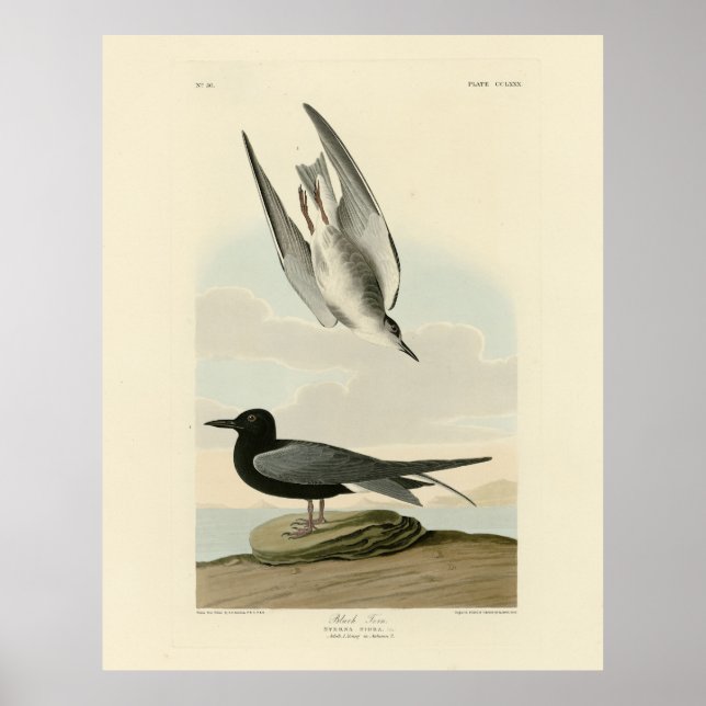 Black Tern från Audubon's Birds of America Poster (Framsidan)