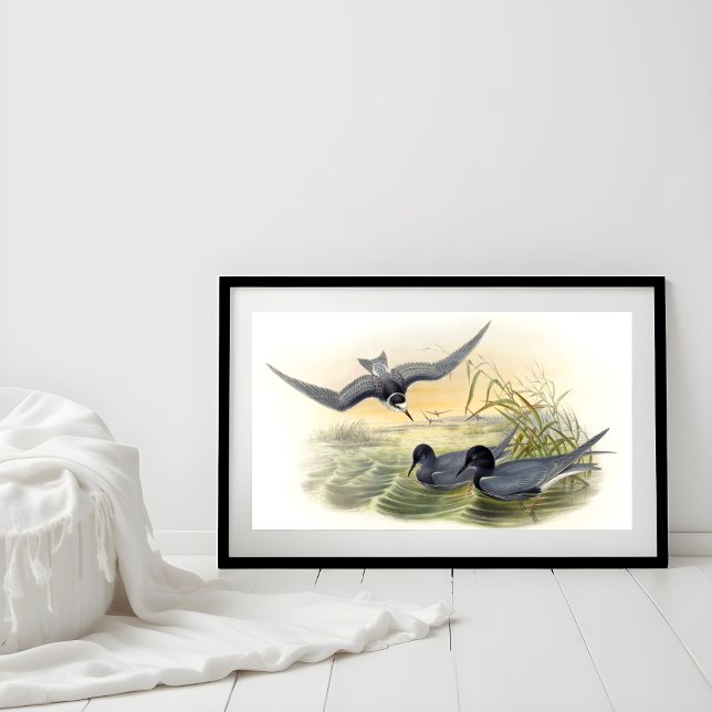 Black Tern Poster (Skapare uppladdad)