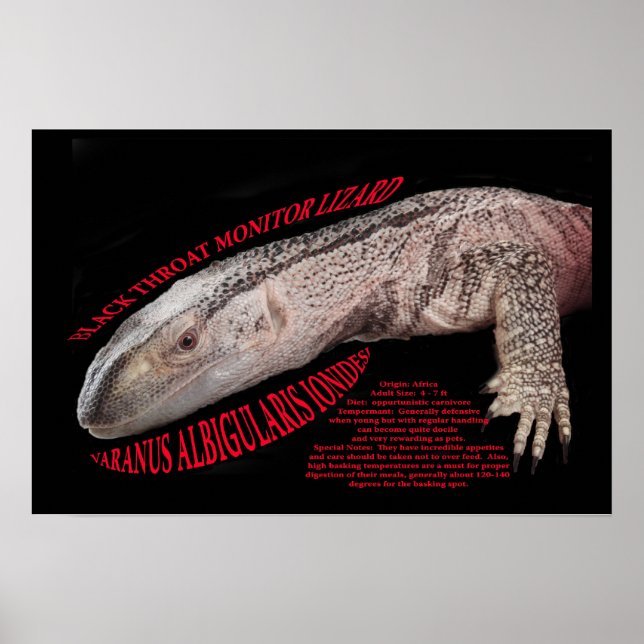 Black Throat Monitor Lizard Poster (Framsidan)