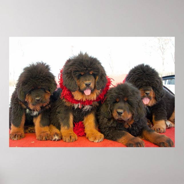 Black Tibetan Mastiff Poster (Framsidan)