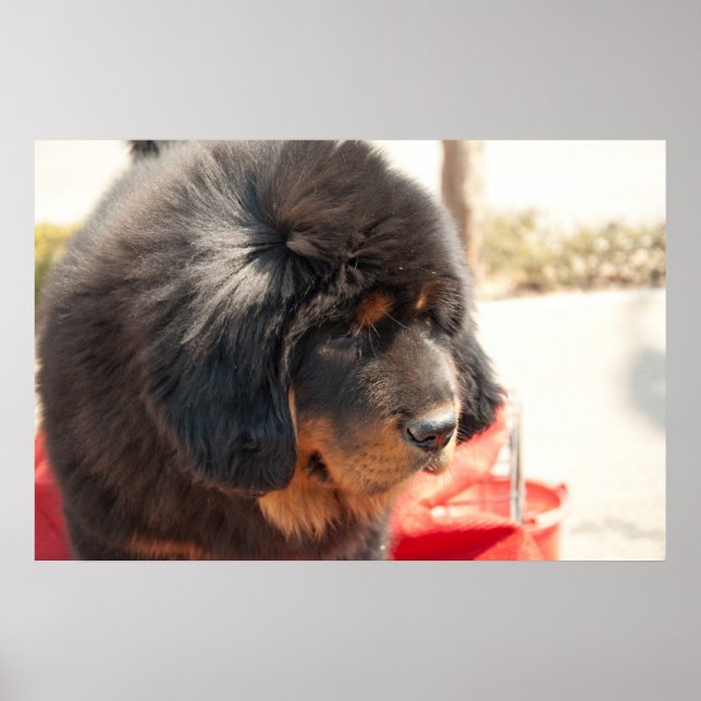 Black Tibetan Mastiff Poster (Framsidan)