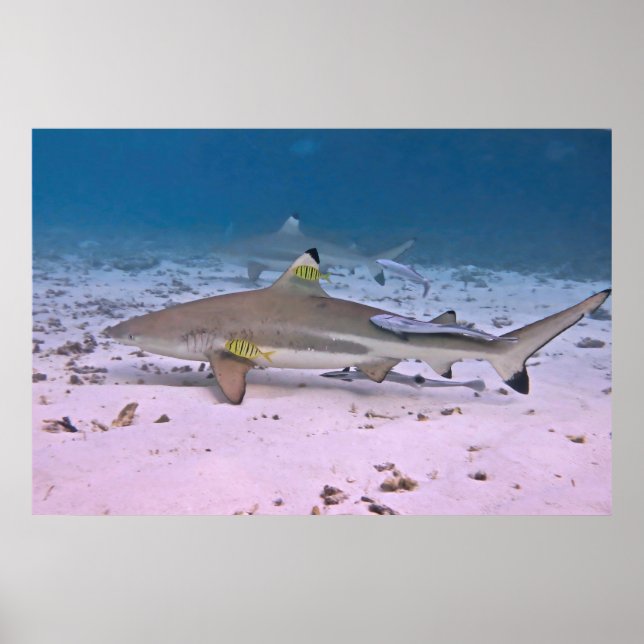 Black Tip Reef Shark på plattorna Poster (Framsidan)